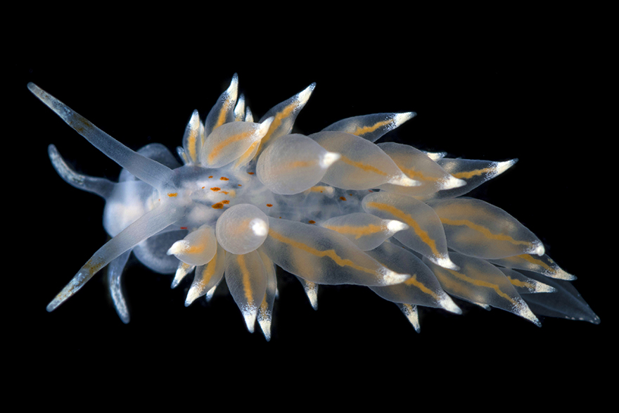 Rödfläckig rygghorning (Eubranchus linensis) Foto: Klas Malmberg artikel