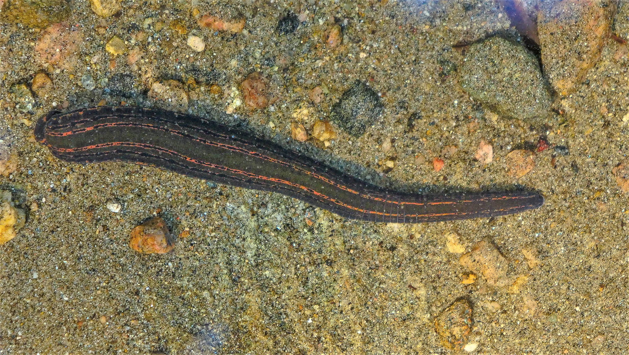 Blorigel på sandig botten. Foto
