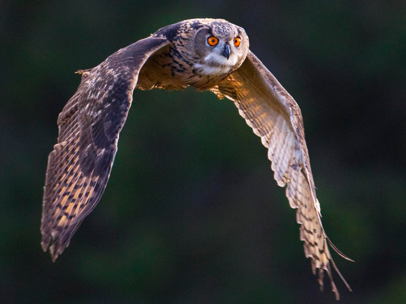Flygande berguv foto