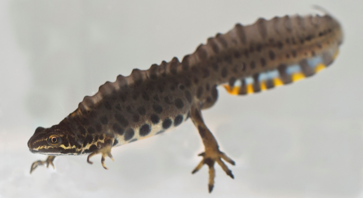 Salamander i vatten. Foto.