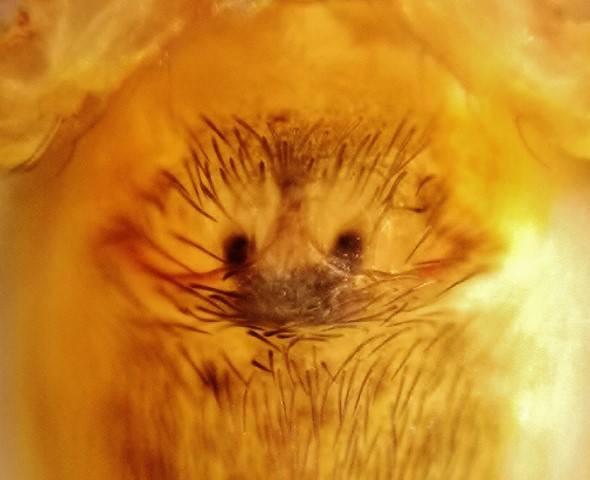 Spindel mikroskåpbild.