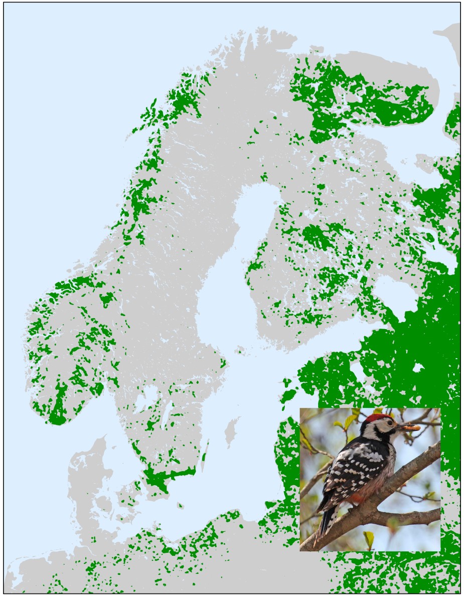 Kartbild med markerad yta, med infällt foto av vitryggig hackspett. Illustration