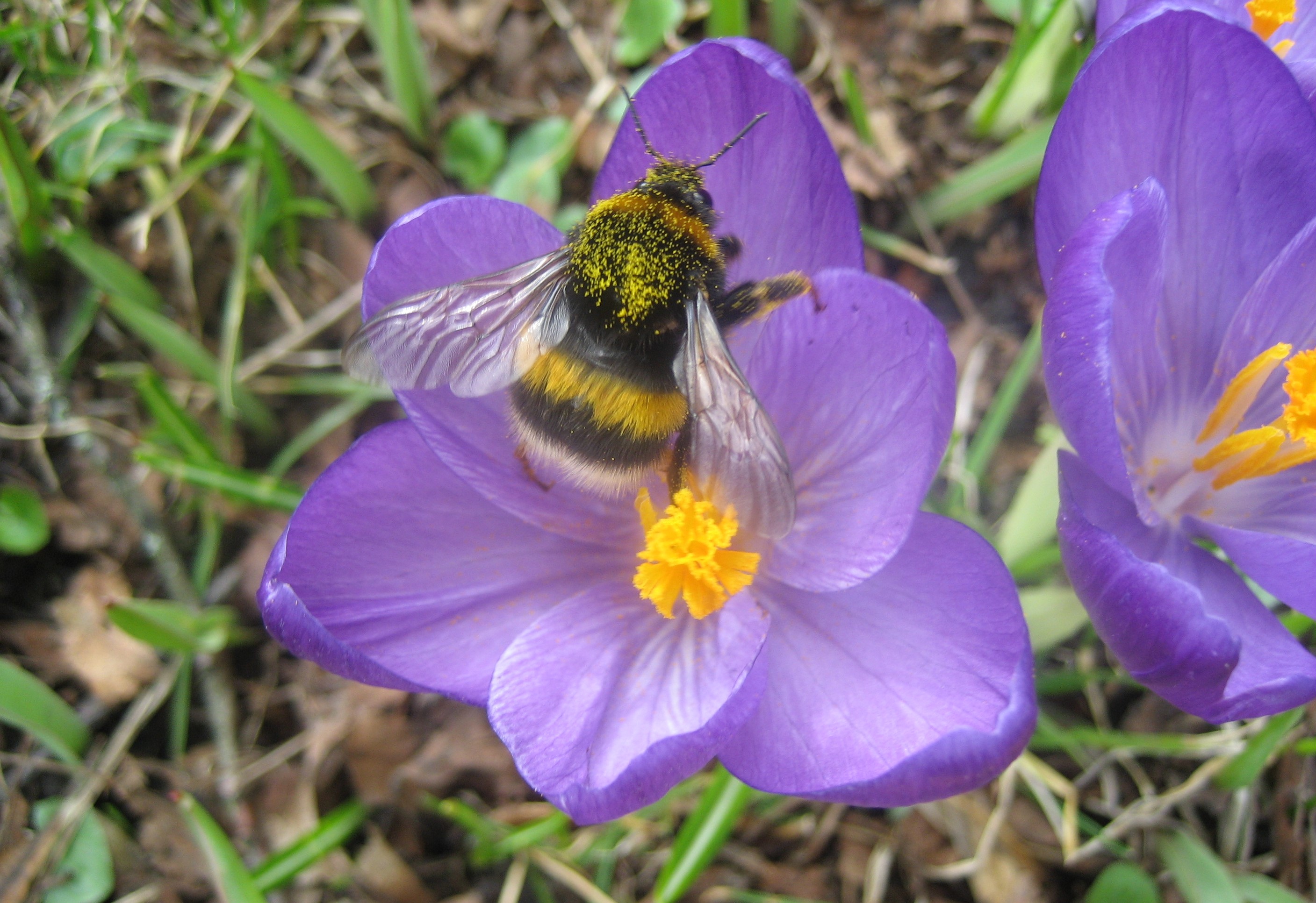 Humla sitter på en ljuslila blomma. Foto