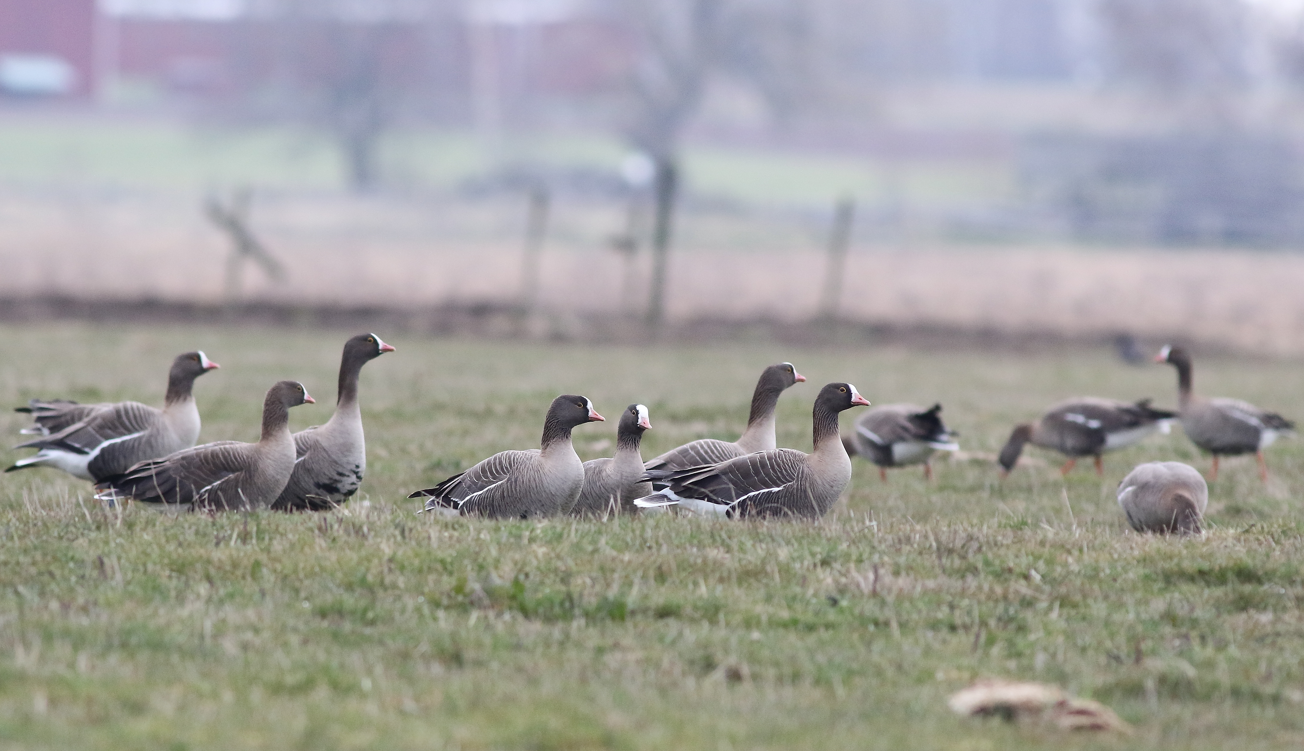En flock fjällgäss sitter på gräsmark. Foto