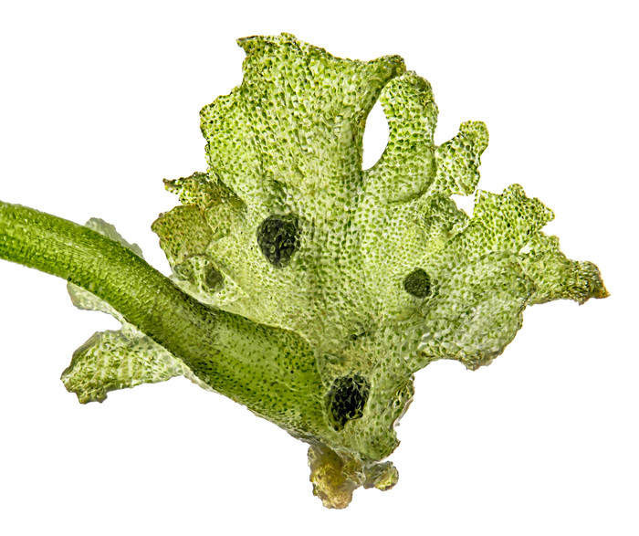 Grönt blad fotat i mikroskåp.