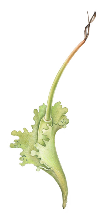 En växtstängel med brun topp står upp ur blad. Illustration