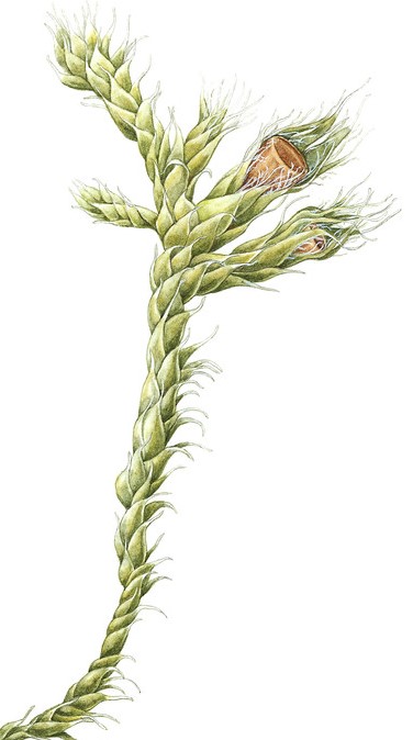 Illustration av kakmossa