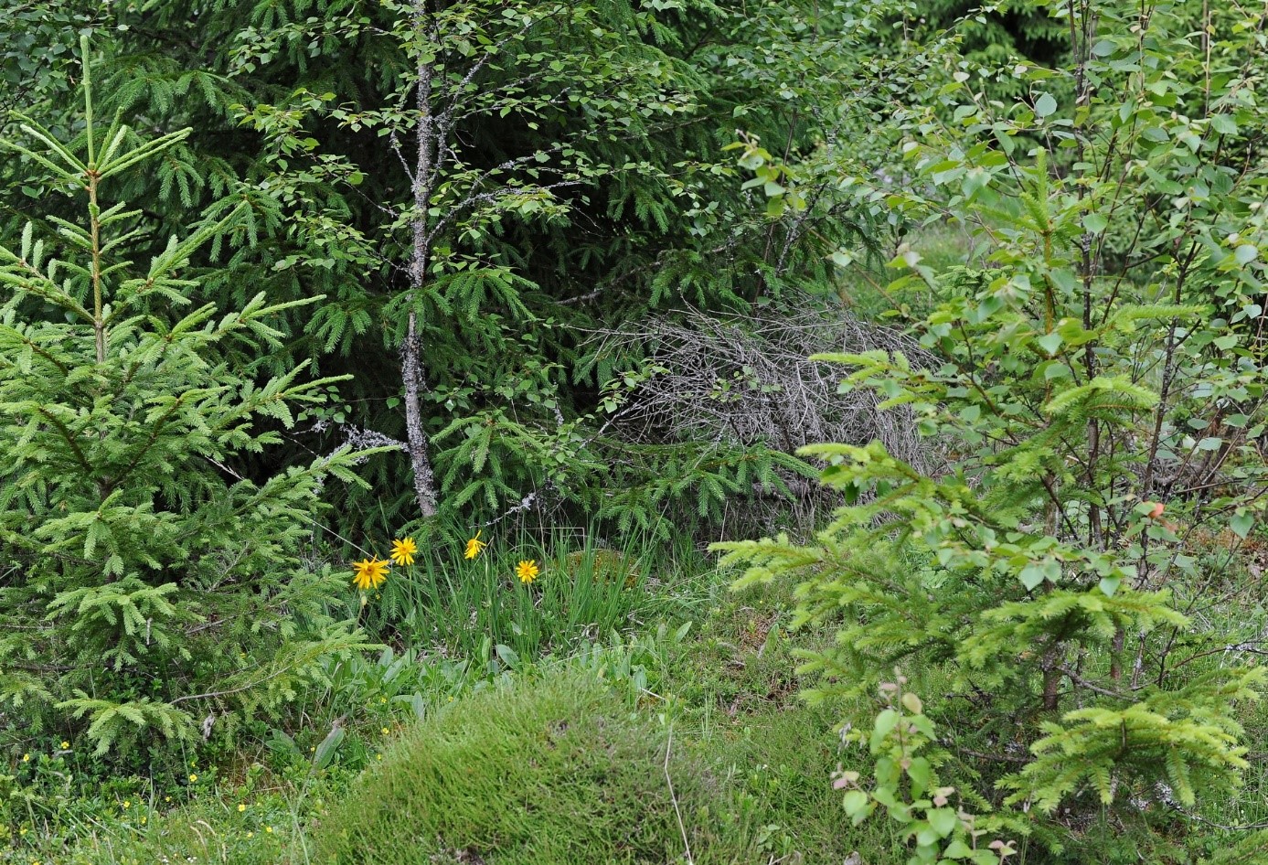 Landskapsbild grön natur. Foto