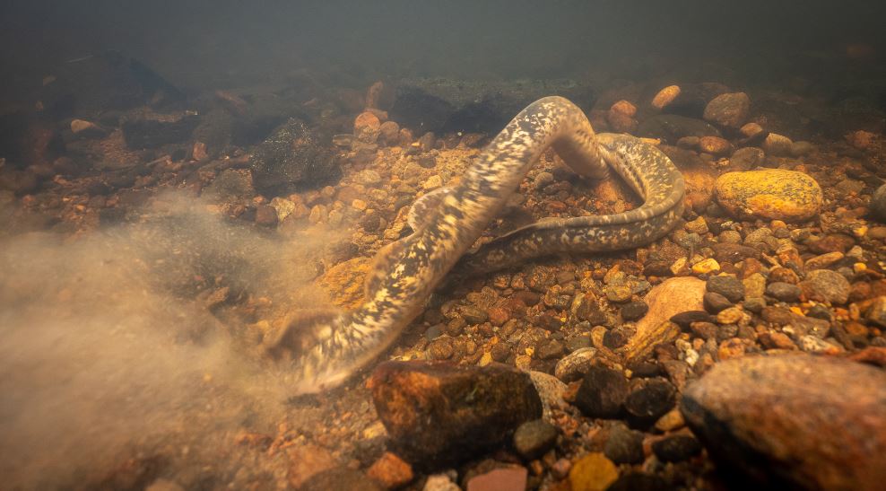 Lekande individer av havsnejonöga. Foto