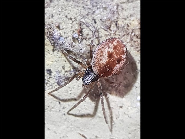 Spindel med svart huvud och rödaktig, större bakdel. Foto
