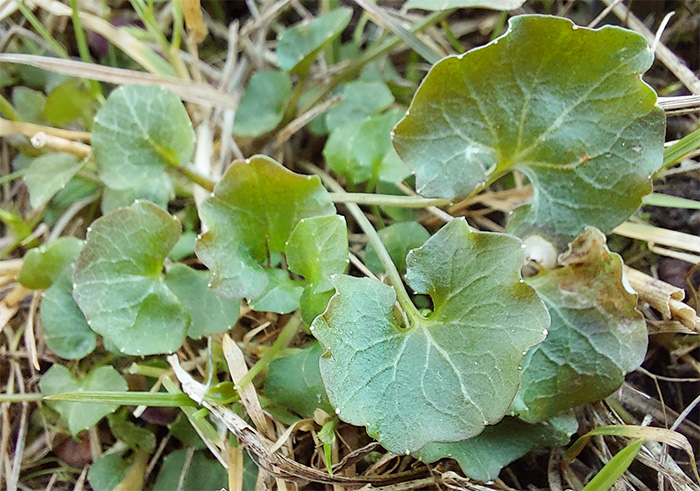 Gröna blad på liggande växt på marken. Foto