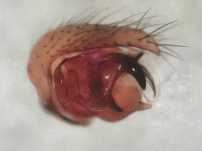 Uppförstorat organ med hår på överdelen. Foto