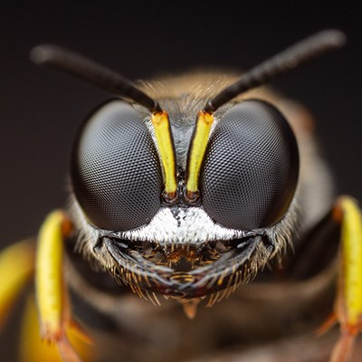 Stekel i närbild, stort svart huvud med svarta ögon. Foto