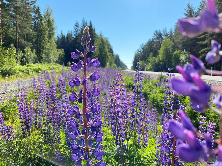 Stor, tät mängd av växter där lila blomblad sitter direkt på vertikala stjälkar. Foto