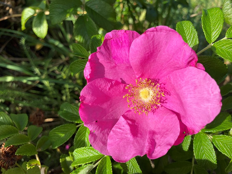 Rosa-lila blomma med gul mitten mot bakgrund av gröna blad. Foto