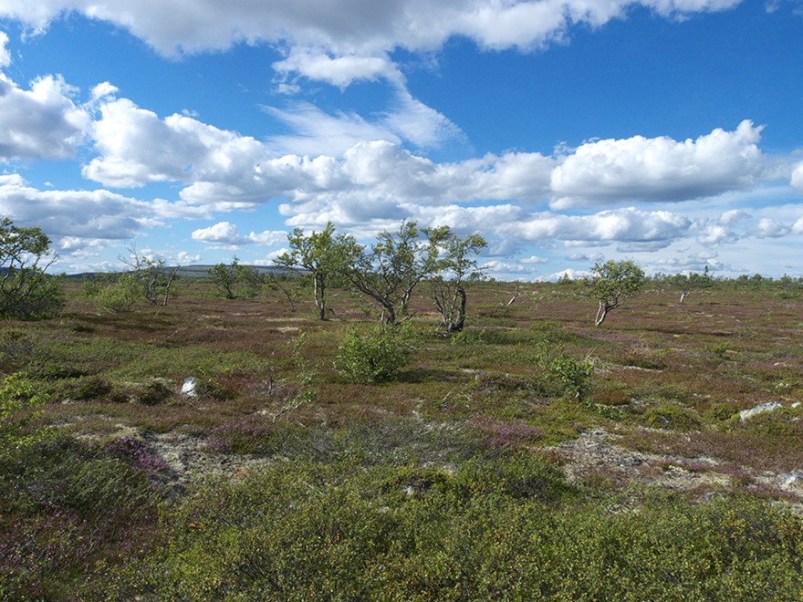 Hedlandskap med knotiga träd. Blå himmel med moln i bakgrunden. Foto