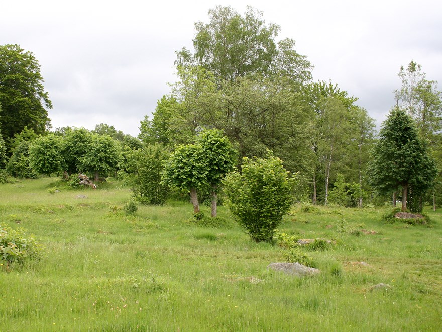 Betesmark. Foto