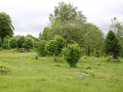 Betesmark. Foto