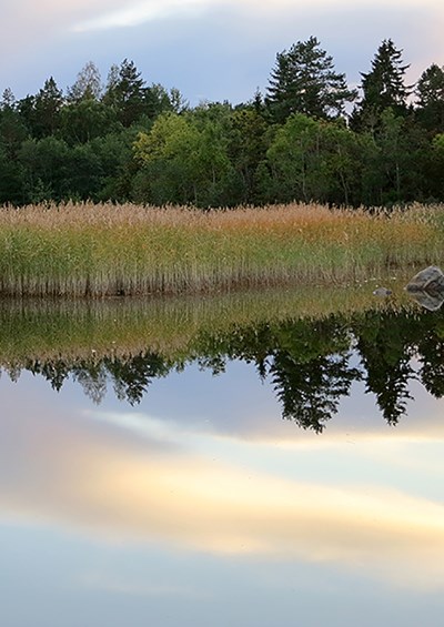 Sjö i skymning med vass och skog i bakgrunden. Foto