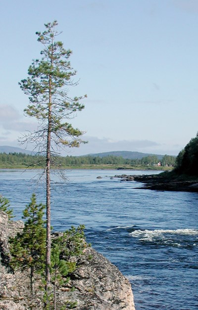 Senvuxen tall på klippa vid älv. Foto