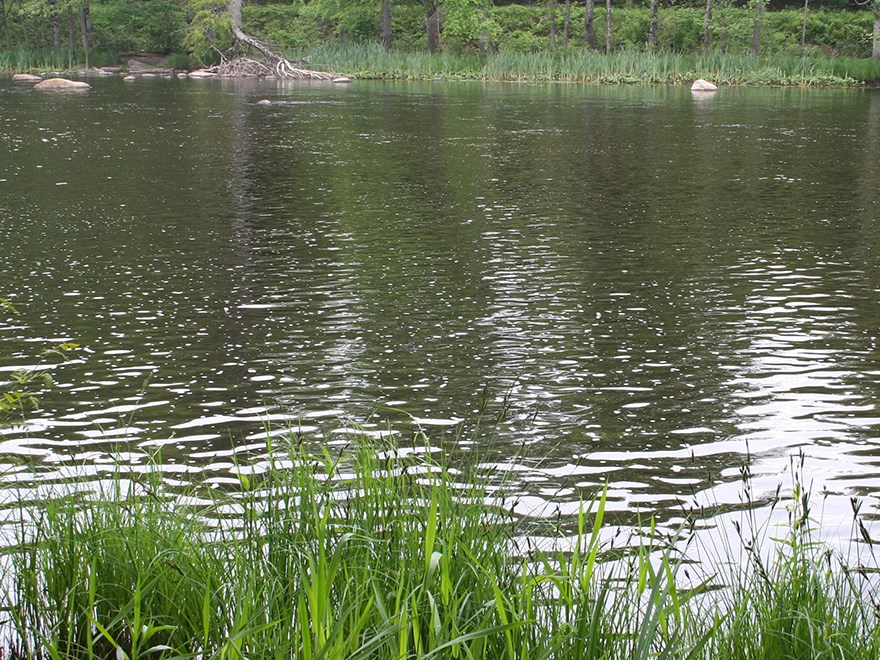 Sjö med vass i förgrunden och skog i bakgrunden. Foto