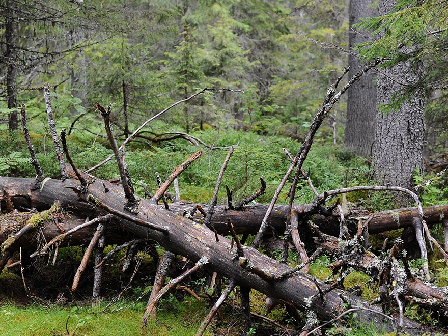 Urskog i Ångermanland. Foto