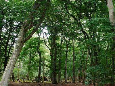 Lövskog. Foto