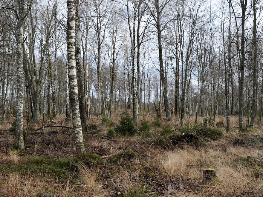 Unga björkar i mosse. Foto