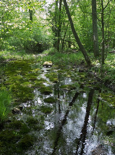 Bäck i lövskog med stilla vatten. Foto