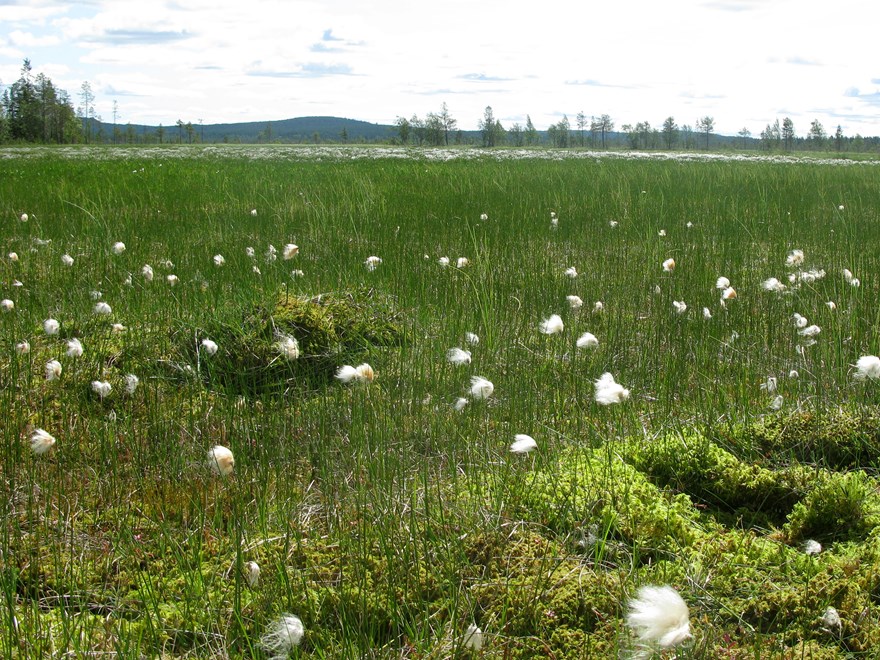 Våtmark med vita blommor. Foto