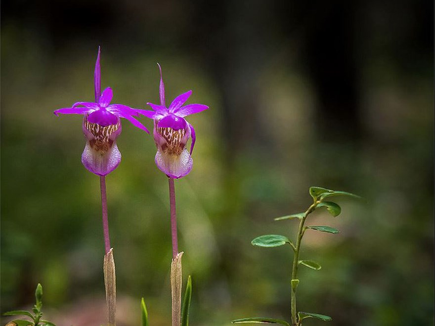 Två lila blommor i skogsmiljö. Foto