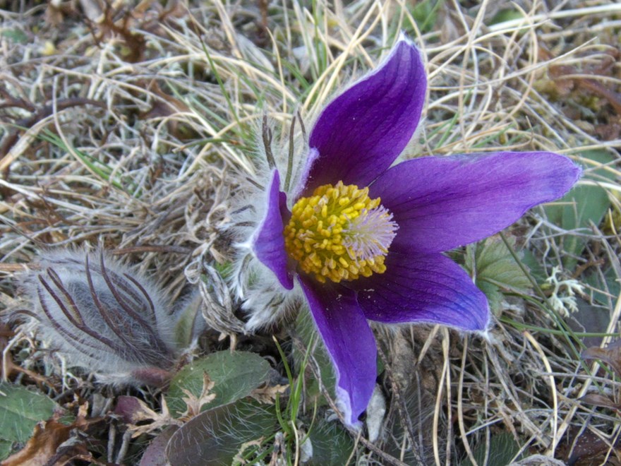 Närbild på lila blomma. Foto