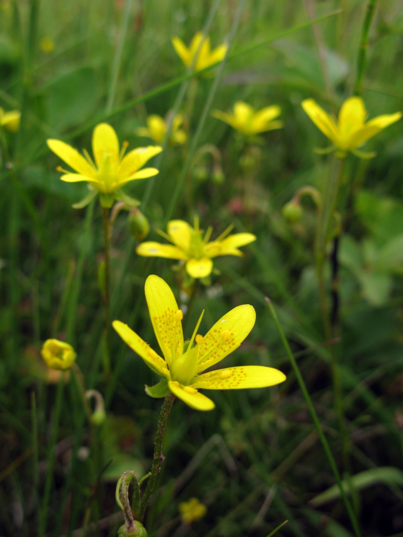 Gul blomma i grönt gräs. Foto