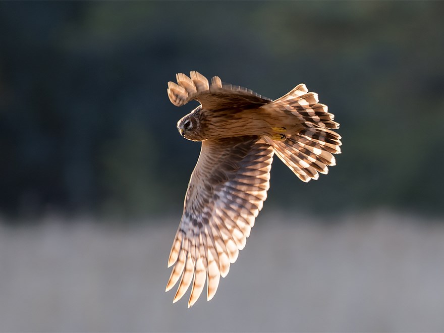 Närbild på hök som flyger. Foto