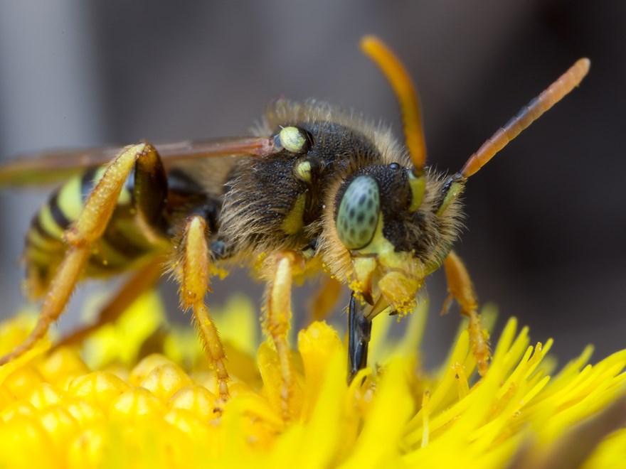 Huvud av insekt på gul blomma. Foto