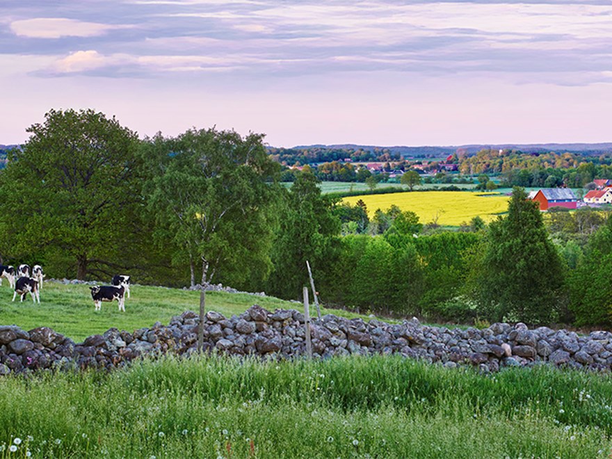 Odlingslandskap. Foto