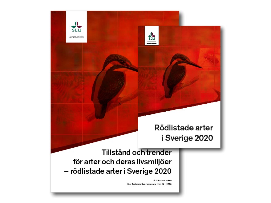 Omslag på en bok och en rapport. Foto