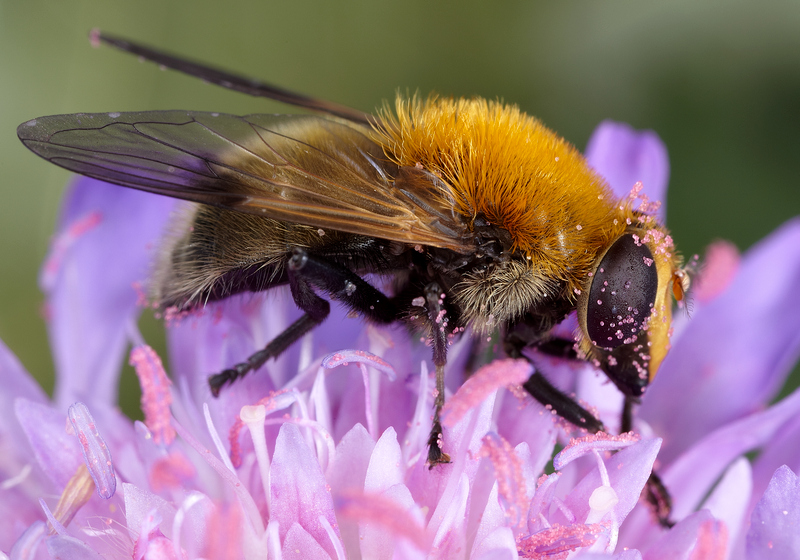 Brun björnblomfluga Arctophila superbiens_Krister Hall.jpg