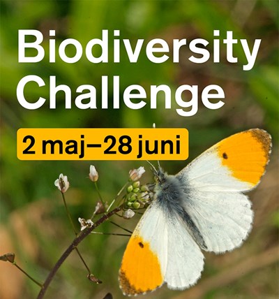 Bild på fjäril och text: Biodiversity Challange 2 maj–28 juni. Foto