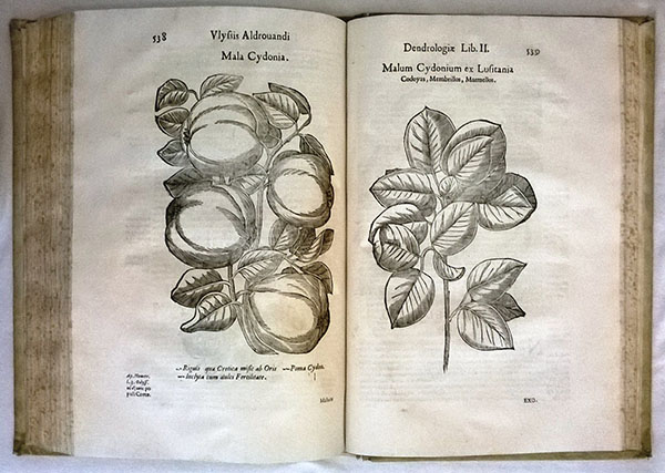 Old book with plant illustrations