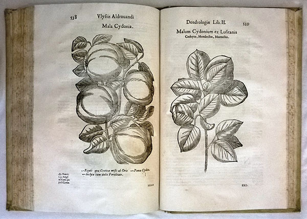 Aldrovandis Dendrologia naturalis