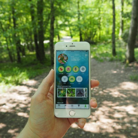 Hand håller upp smart telefon med appen biologg öppen, ståendes i en skog. 