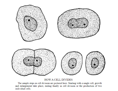 cell division, black and white illustration