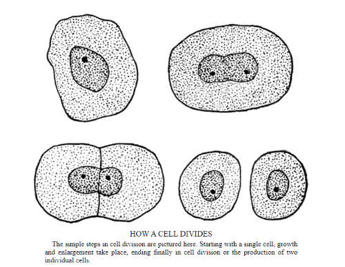 celldelning, svartvit illustration