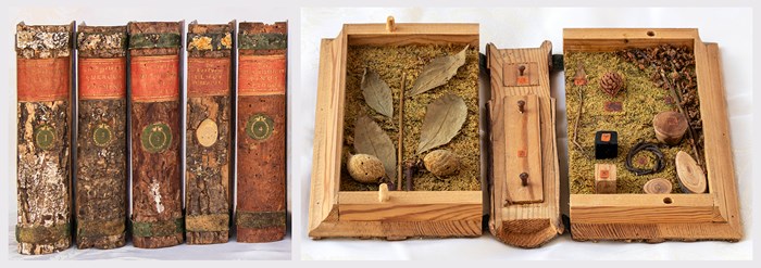Five book spines covered with bark, and an open box with plant parts. Photo.