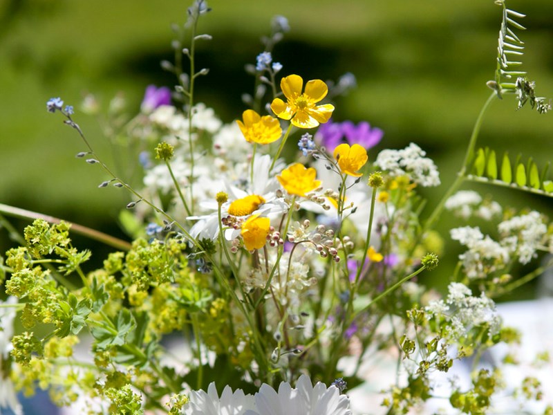 Buch of summer flowers, photo.