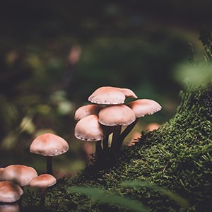 Mushrooms. Photo.