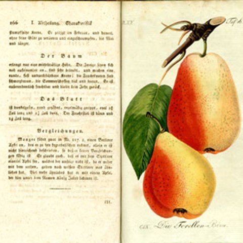 Open old book with colour illustration of a pear, photo.