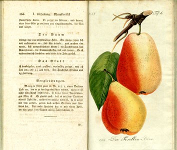 Open old book with colour illustration of a pear, photo.