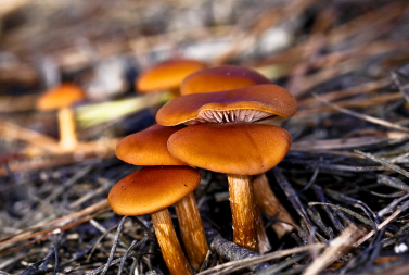 Mushrooms, close up. 
